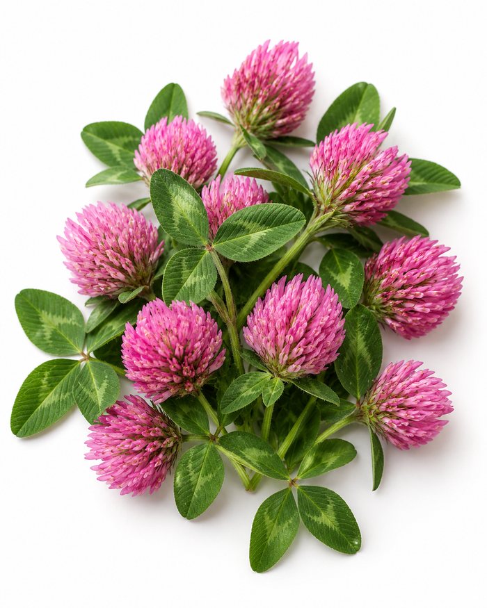 Red Clover Flower